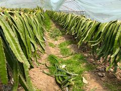 火龙果园-上海多利农业发展有限公司