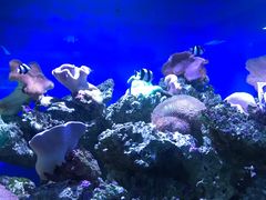 -御唐府海珊瑚主题餐厅