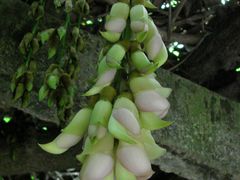 禾雀花-大雁山风景区