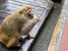 -黔灵山公园