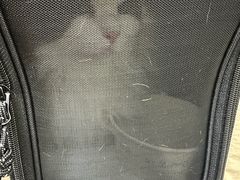 -美联众合动物医院·24h转诊中心