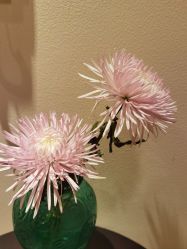 -尊尚柏丽美容SPA