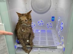 -爱洗澡的猫(望京店)
