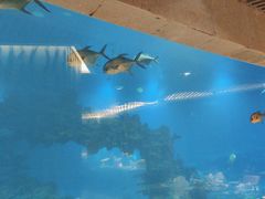 -海棠湾洲际-涛·海底餐厅·美人鱼·自助餐·海底隧道