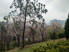 -西安青龙寺遗址景区