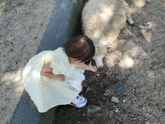 -神户市立六甲山牧场