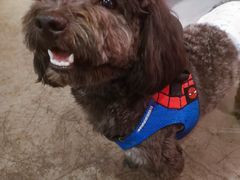 -百好乐宠物友好餐厅(朝外大街店)