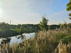 -贡湖湾湿地公园