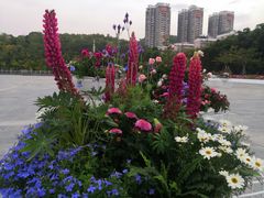 -深圳国际园林花卉博览园