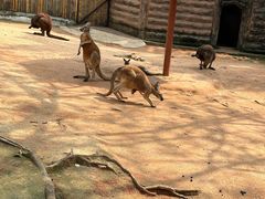 -深圳野生动物园