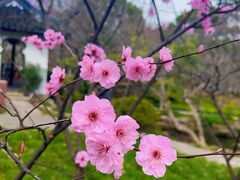 -秋霞圃