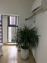 -Doris多里斯半永久纹眉·SMP纹发·发际线