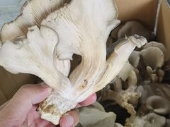 -岳各庄批发市场(西四环中路店)