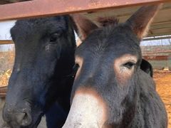 -元鼎宝驴香·全驴宴(江宁店)