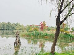 -泗洪洪泽湖湿地景区