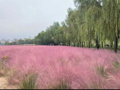 -微山湖红荷湿地景区