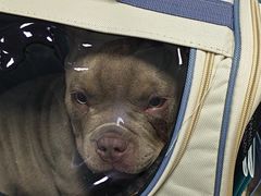 -瑞派福兴宠物医院犬猫全科·骨科·中西医结合(河东店)