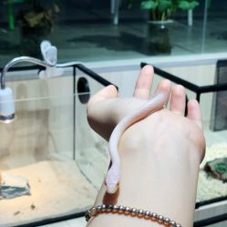 -Moni星球萌宠·小马宝莉·灵蛇·高端高阶全萌宠互动体验俱乐部(红豆国际广场店)