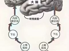 -自然之声助听器·呼吸机(贵定店)
