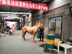 -中环花鸟鱼虫市场