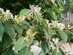 -北京麋鹿生态实验中心