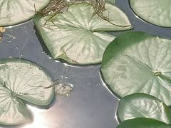 -绿堤公园
