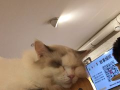 -平行世界·猫咖(首经贸店)