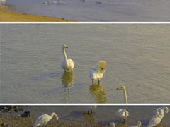 -烟墩角天鹅湖
