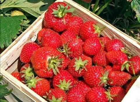 万源吉庆农副产品菜市场-"在评论区看见有人提到,后来我们实地去考察.