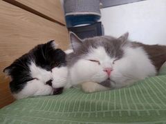 -佳雯宠物医院·皮肤科·内外科(春晓路分院)