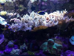 -悉尼海洋生物水族馆