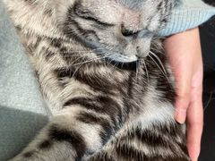 -猫腻·猫咖·撸猫馆(星光大道店)