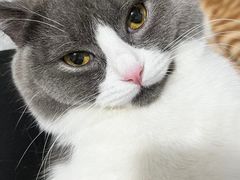 -四月宠物医院·猫专科·心脏专科·内科(转塘店)