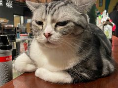 -咖法森林·咖啡  酒吧(天河店)