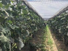 -马陆小张葡萄园农家乐