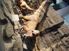 -辽宁古生物博物馆