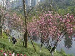 -重庆彩云湖湿地公园