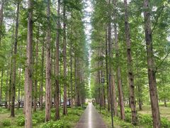 -黄海国家森林公园