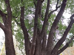 -徐家汇源景区-衡山公园