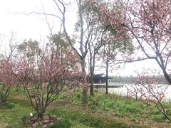 -上海海湾国家森林公园