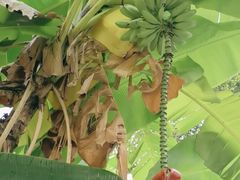 -云溪植物园