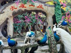 -西双版纳原始森林公园