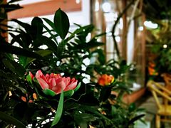 -香叶草中餐厅(川白楼店)