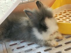 -李小姐の猫咖啡馆(五角场店)