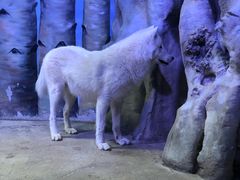 -芜湖新华联大白鲸海洋公园