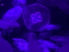 -重庆欢乐海底世界