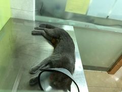 -瑞派旺宝宠物医院·犬猫全科综合·尿道专科(莲兴院)