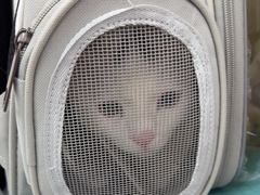 -四月宠物医院·猫专科·心脏专科·内科(转塘店)