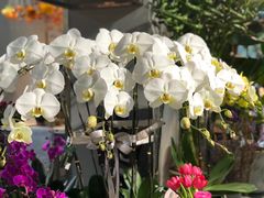 -靳晖金百合花艺GOLDENLILY(南院门店)
