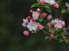 -顾村公园